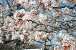 松尾芭蕉(松尾芭蕉——江户落语最高峰)