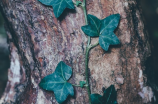 爬山虎植物图片(探秘爬山虎植物之美)